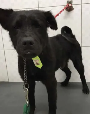 Cachorro raça Mix Chow chow idade 3 anos nome Neguinho