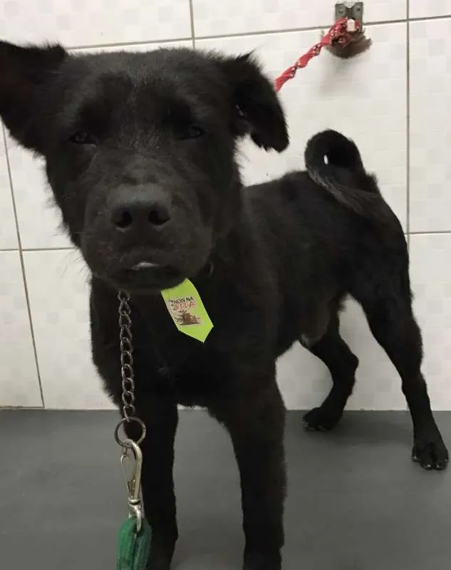 Cachorro ra a Mix Chow chow idade 3 anos nome Neguinho