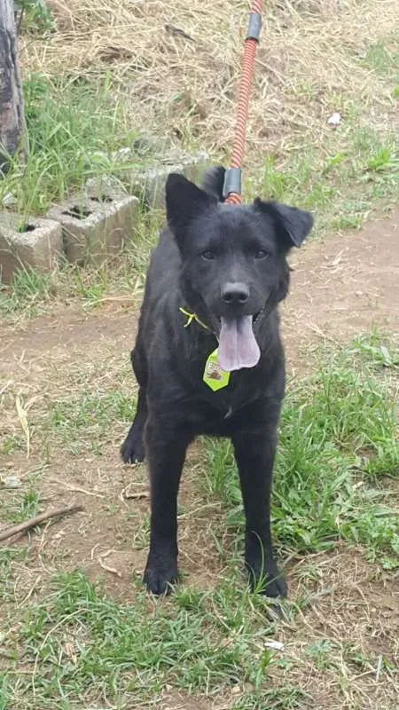 Cachorro ra a Mix Chow chow idade 3 anos nome Neguinho