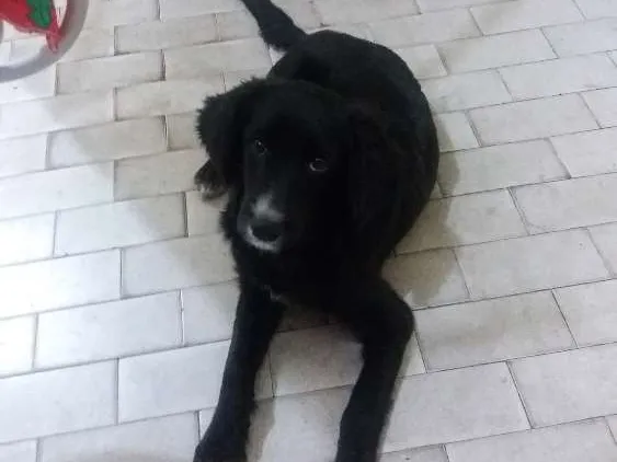 Cachorro ra a Cooker  idade 2 a 6 meses nome Bingo