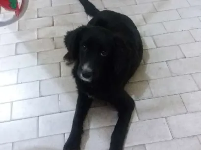Cachorro raça Cooker  idade 2 a 6 meses nome Bingo