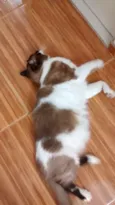 Hugo