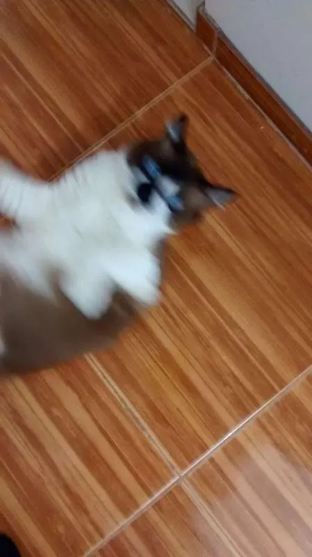 Gato raça Snowshoe idade 7 a 11 meses nome Hugo