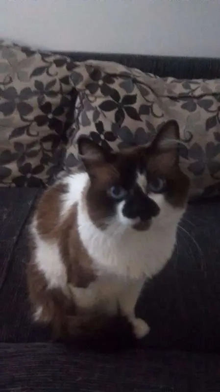 Gato raça Snowshoe idade 7 a 11 meses nome Hugo