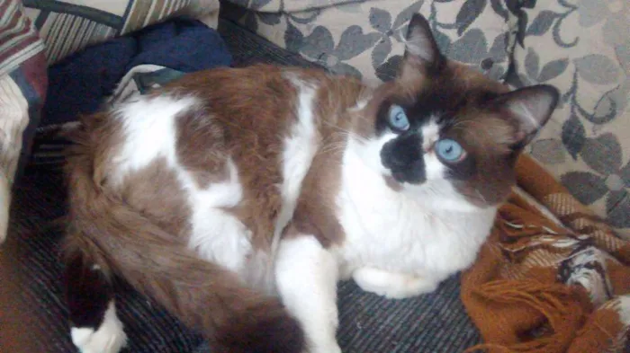 Gato raça Snowshoe idade 7 a 11 meses nome Hugo