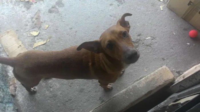 Cachorro raça SRD idade 7 a 11 meses nome Jack
