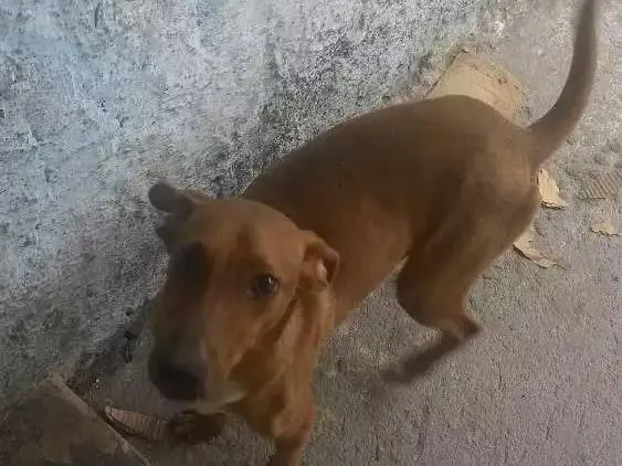 Cachorro raça SRD idade 7 a 11 meses nome Jack