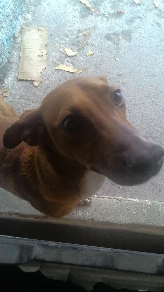 Cachorro raça SRD idade 7 a 11 meses nome Jack