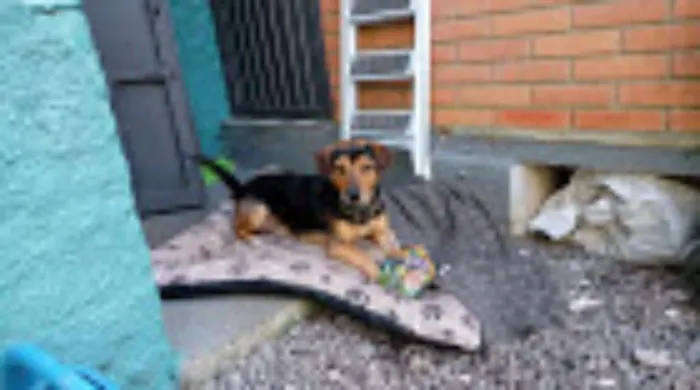 Cachorro ra a SRD idade 6 ou mais anos nome Bud