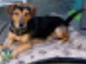 Cachorro raça SRD idade 6 ou mais anos nome Bud