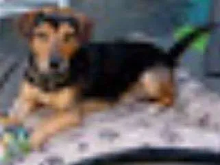 Cachorro ra a SRD idade 6 ou mais anos nome Bud