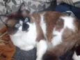 Hugo