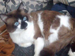 Gato raça Snowshoe idade 7 a 11 meses nome Hugo