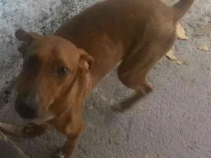 Cachorro raça SRD idade 7 a 11 meses nome Jack