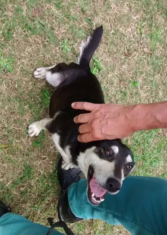 Cachorro ra a SRD idade 1 ano nome Diana