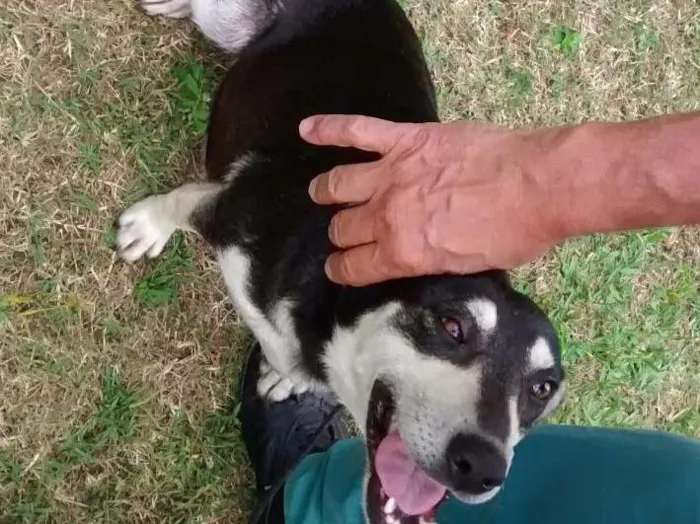 Cachorro ra a SRD idade 1 ano nome Diana