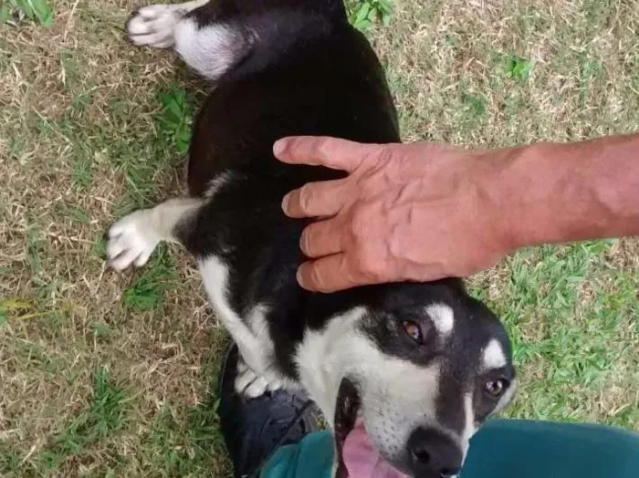 Cachorro ra a SRD idade 1 ano nome Diana