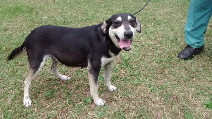 Cachorro ra a SRD idade 1 ano nome Diana