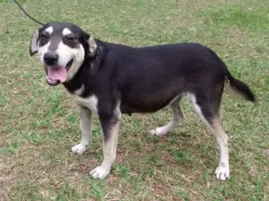 Cachorro raça SRD idade 1 ano nome Diana