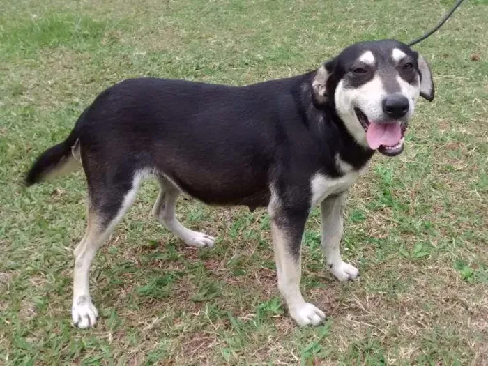 Cachorro ra a SRD idade 1 ano nome Diana