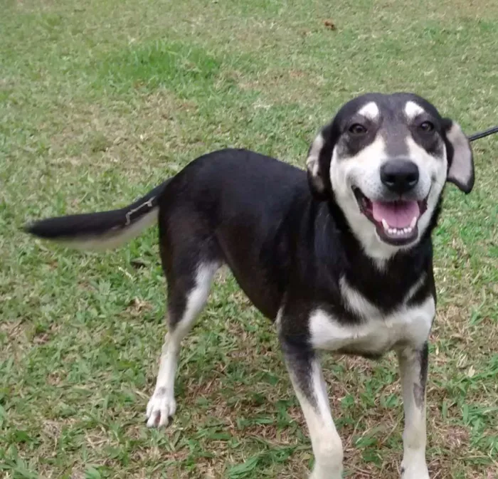 Cachorro ra a SRD idade 1 ano nome Diana