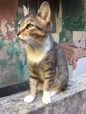 Gato raça SRD idade  nome SEM NOME