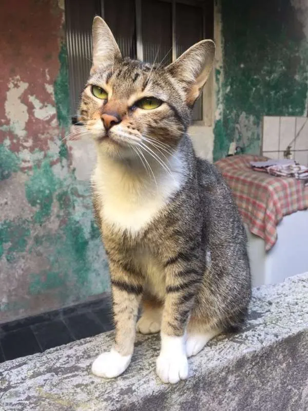 Gato ra a SRD idade  nome SEM NOME