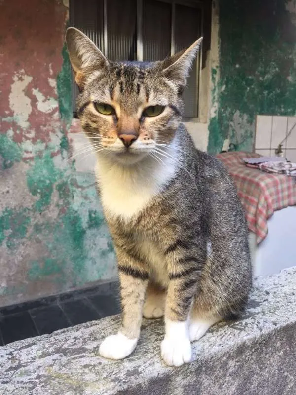 Gato ra a SRD idade  nome SEM NOME