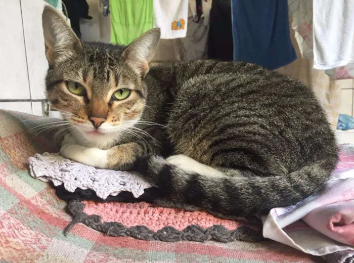 Gato ra a SRD idade  nome SEM NOME