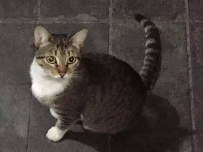 Gato ra a SRD idade  nome SEM NOME