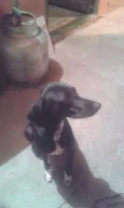 pretinha