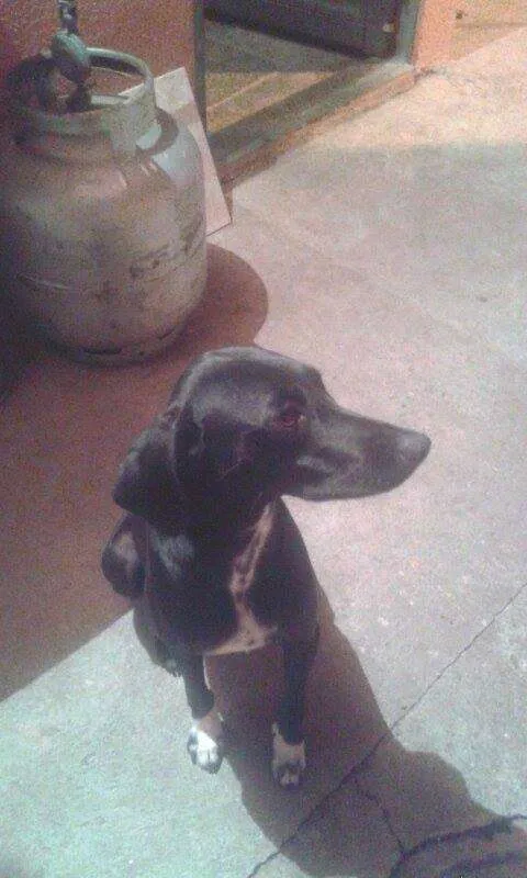 Cachorro ra a basset com damalta idade 1 ano nome pretinha