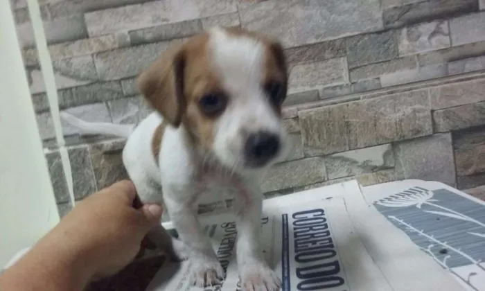 Cachorro ra a srd idade 2 a 6 meses nome sem nome