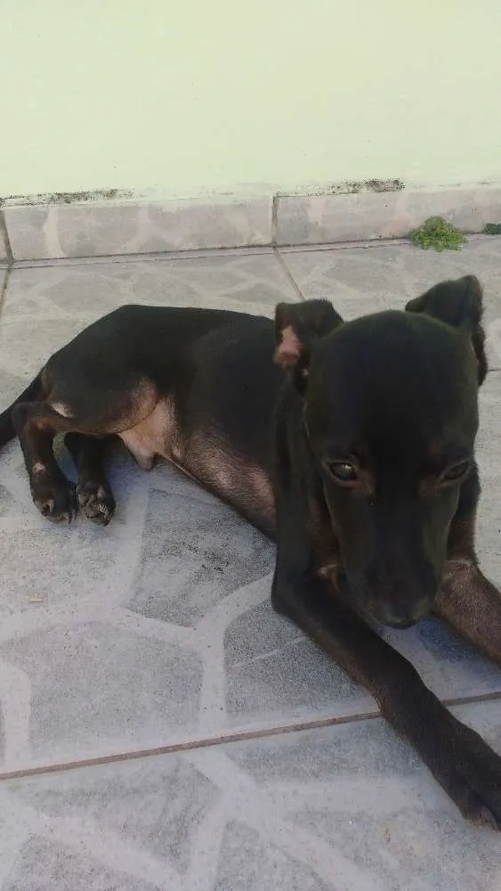 Cachorro ra a Srd idade 2 a 6 meses nome Não tem nome ainda