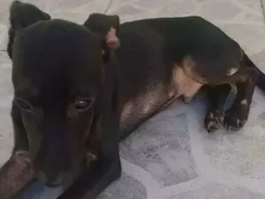 Cachorro raça Srd idade 2 a 6 meses nome Não tem nome ainda