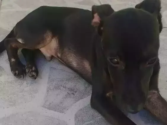 Cachorro ra a Srd idade 2 a 6 meses nome Não tem nome ainda