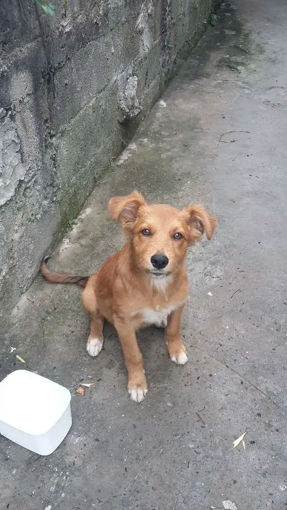 Cachorro ra a vira lata idade 2 a 6 meses nome Fofo