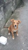 Fofo