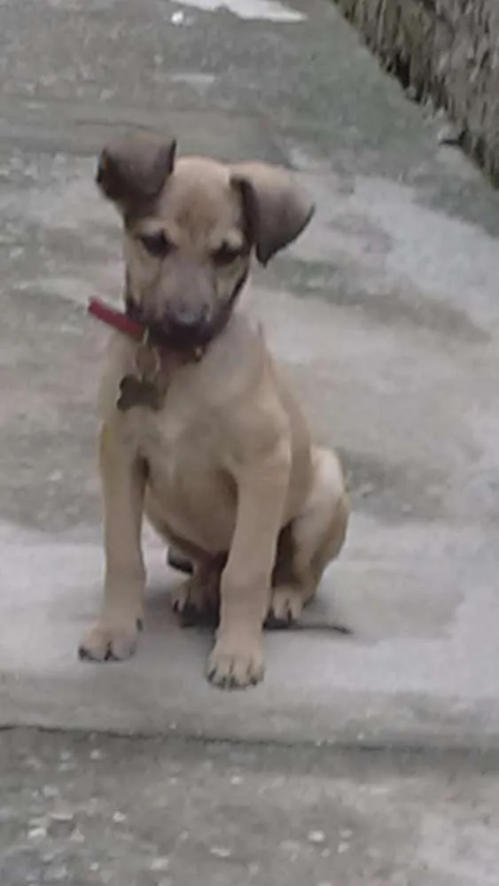 Cachorro ra a Vira lata idade 2 a 6 meses nome Hulk