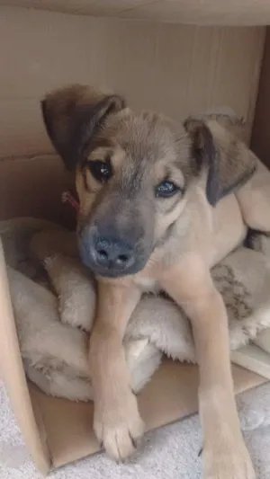 Cachorro raça Vira lata idade 2 a 6 meses nome Hulk