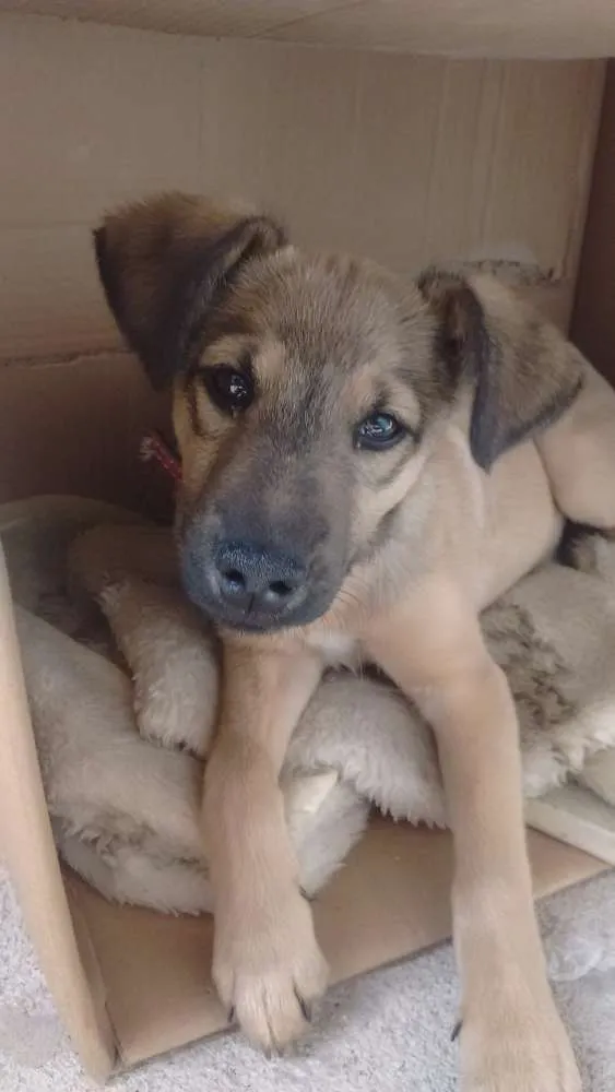 Cachorro ra a Vira lata idade 2 a 6 meses nome Hulk