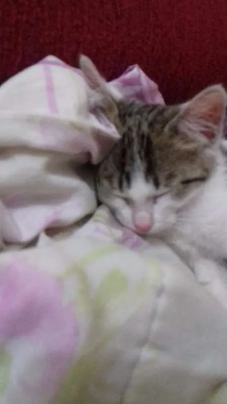 Gato ra a não sei idade 2 a 6 meses nome Amora