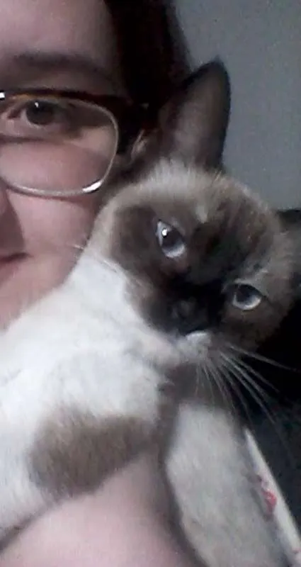 Gato raça SRD idade 7 a 11 meses nome ...