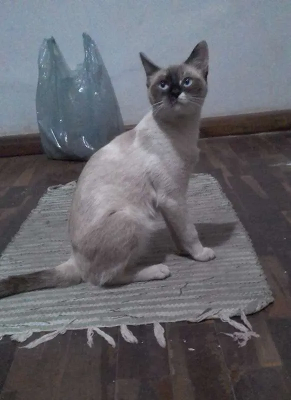 Gato raça SRD idade 7 a 11 meses nome ...
