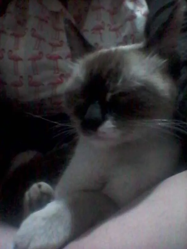 Gato raça SRD idade 7 a 11 meses nome ...