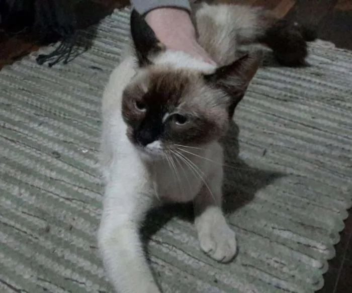 Gato raça SRD idade 7 a 11 meses nome ...