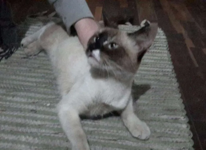 Gato raça SRD idade 7 a 11 meses nome ...