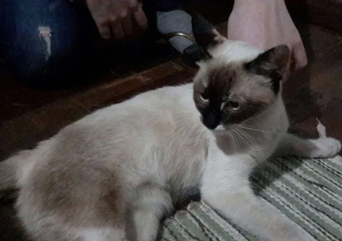 Gato raça SRD idade 7 a 11 meses nome ...