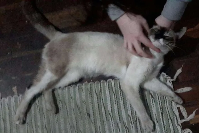 Gato raça SRD idade 7 a 11 meses nome ...