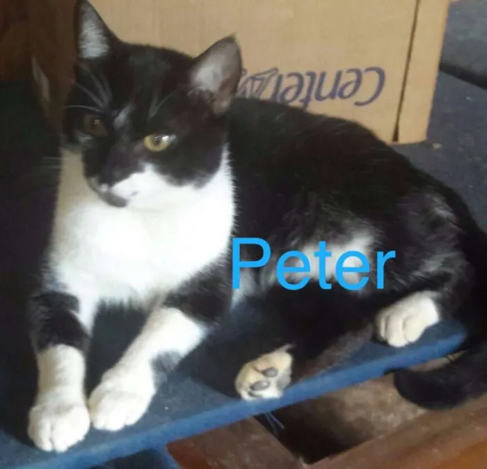 Gato ra a SRD idade 1 ano nome Peter